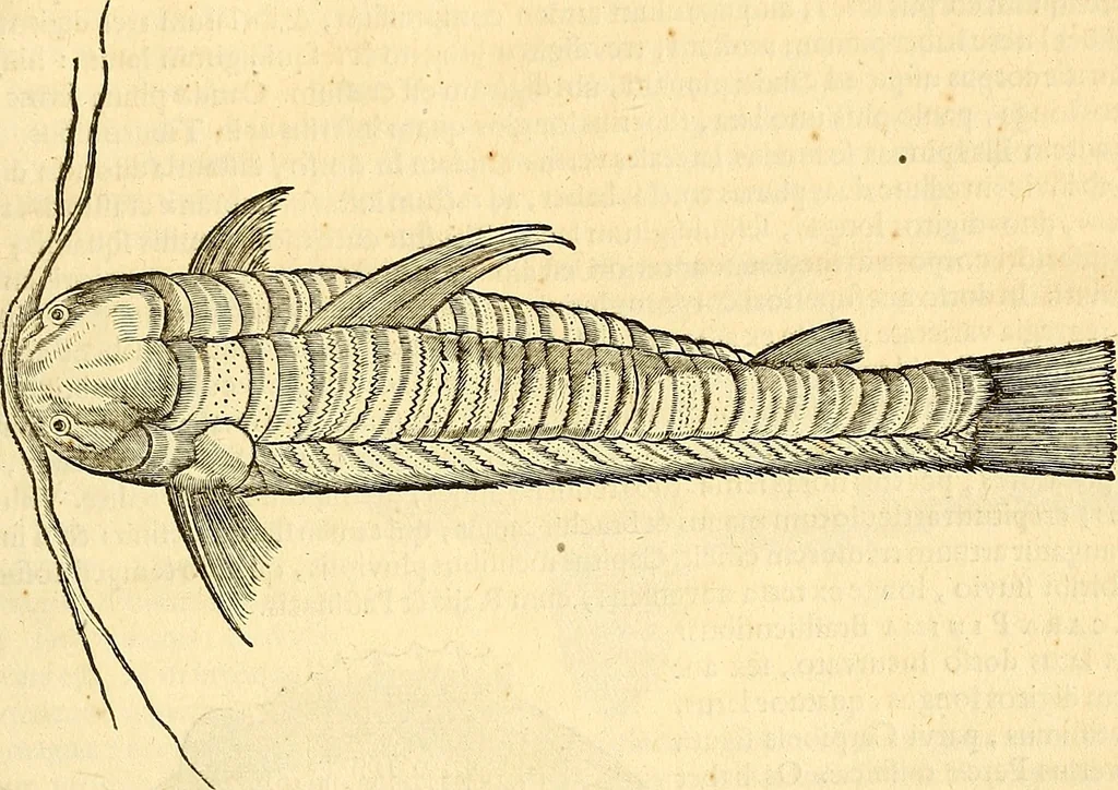 An illustration from Historia naturalis Brasiliae : auspicio et beneficio illustriss. I. Mauriti Com. Nassau illius provinciae et maris summi praefecti adornata : in qua non tantum plantae et animalia, sed et indigenarum morbi, ingenia et mores describuntur et iconibus supra quingentas illustrantur, 1648, leaf 300