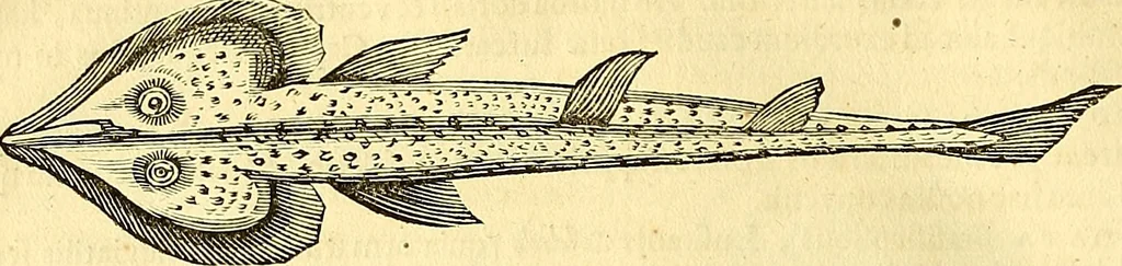 An illustration from Historia naturalis Brasiliae : auspicio et beneficio illustriss. I. Mauriti Com. Nassau illius provinciae et maris summi praefecti adornata : in qua non tantum plantae et animalia, sed et indigenarum morbi, ingenia et mores describuntur et iconibus supra quingentas illustrantur, 1648, leaf 301