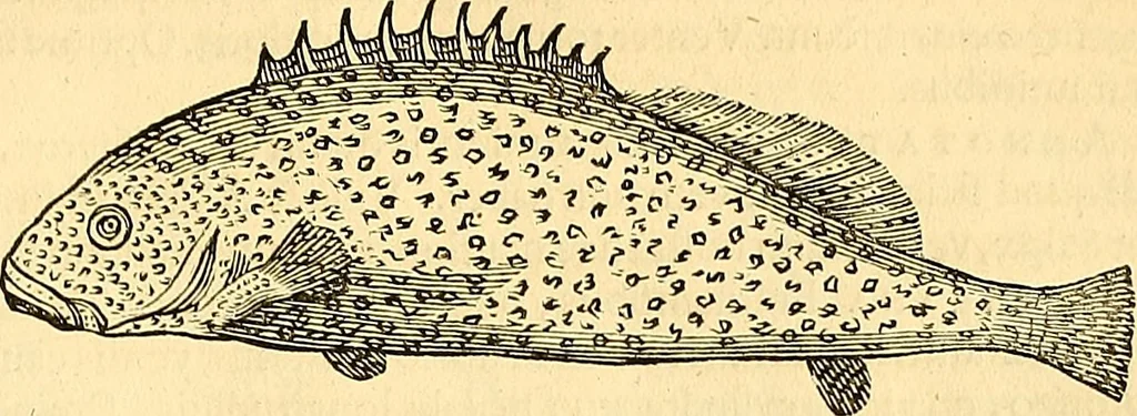 An illustration from Historia naturalis Brasiliae : auspicio et beneficio illustriss. I. Mauriti Com. Nassau illius provinciae et maris summi praefecti adornata : in qua non tantum plantae et animalia, sed et indigenarum morbi, ingenia et mores describuntur et iconibus supra quingentas illustrantur, 1648, leaf 302