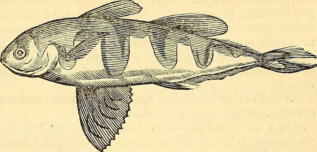 An illustration from Historia naturalis Brasiliae : auspicio et beneficio illustriss. I. Mauriti Com. Nassau illius provinciae et maris summi praefecti adornata : in qua non tantum plantae et animalia, sed et indigenarum morbi, ingenia et mores describuntur et iconibus supra quingentas illustrantur, 1648, leaf 302
