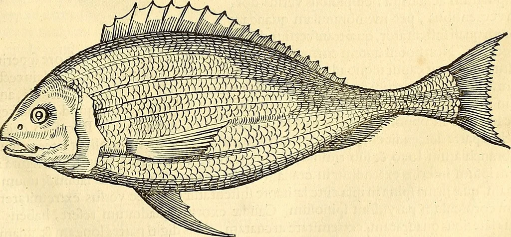 An illustration from Historia naturalis Brasiliae : auspicio et beneficio illustriss. I. Mauriti Com. Nassau illius provinciae et maris summi praefecti adornata : in qua non tantum plantae et animalia, sed et indigenarum morbi, ingenia et mores describuntur et iconibus supra quingentas illustrantur, 1648, leaf 302