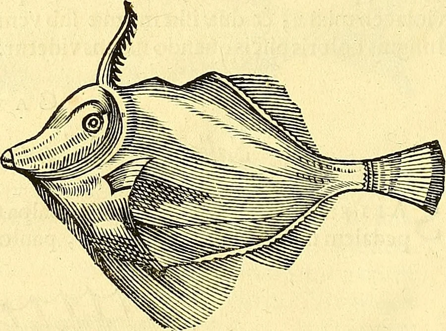 An illustration from Historia naturalis Brasiliae : auspicio et beneficio illustriss. I. Mauriti Com. Nassau illius provinciae et maris summi praefecti adornata : in qua non tantum plantae et animalia, sed et indigenarum morbi, ingenia et mores describuntur et iconibus supra quingentas illustrantur, 1648, leaf 303