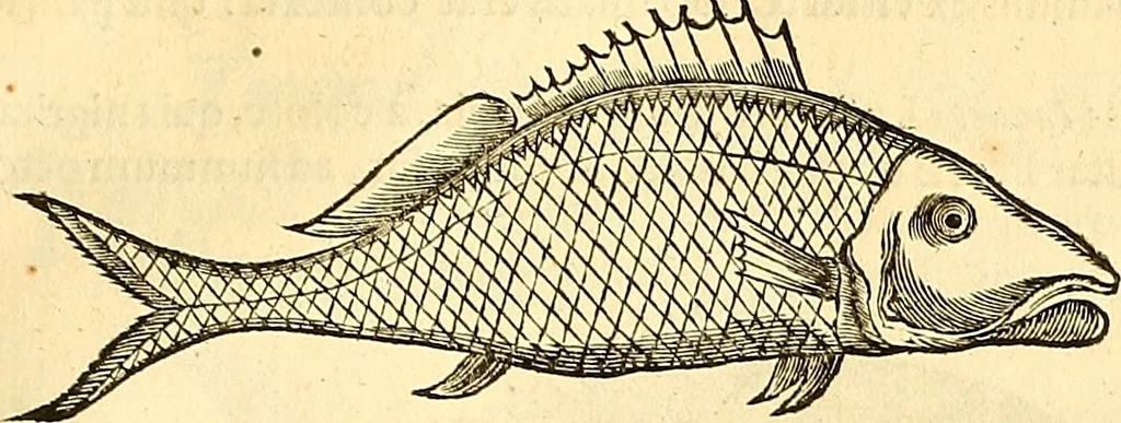 An illustration from Historia naturalis Brasiliae : auspicio et beneficio illustriss. I. Mauriti Com. Nassau illius provinciae et maris summi praefecti adornata : in qua non tantum plantae et animalia, sed et indigenarum morbi, ingenia et mores describuntur et iconibus supra quingentas illustrantur, 1648, leaf 304