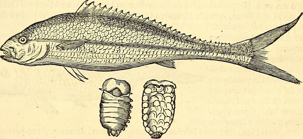 An illustration from Historia naturalis Brasiliae : auspicio et beneficio illustriss. I. Mauriti Com. Nassau illius provinciae et maris summi praefecti adornata : in qua non tantum plantae et animalia, sed et indigenarum morbi, ingenia et mores describuntur et iconibus supra quingentas illustrantur, 1648, leaf 304