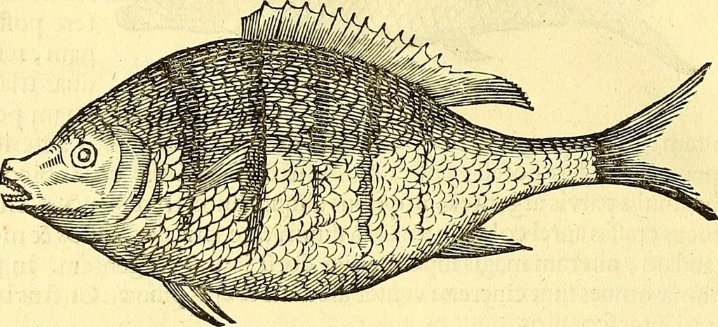 An illustration from Historia naturalis Brasiliae : auspicio et beneficio illustriss. I. Mauriti Com. Nassau illius provinciae et maris summi praefecti adornata : in qua non tantum plantae et animalia, sed et indigenarum morbi, ingenia et mores describuntur et iconibus supra quingentas illustrantur, 1648, leaf 305