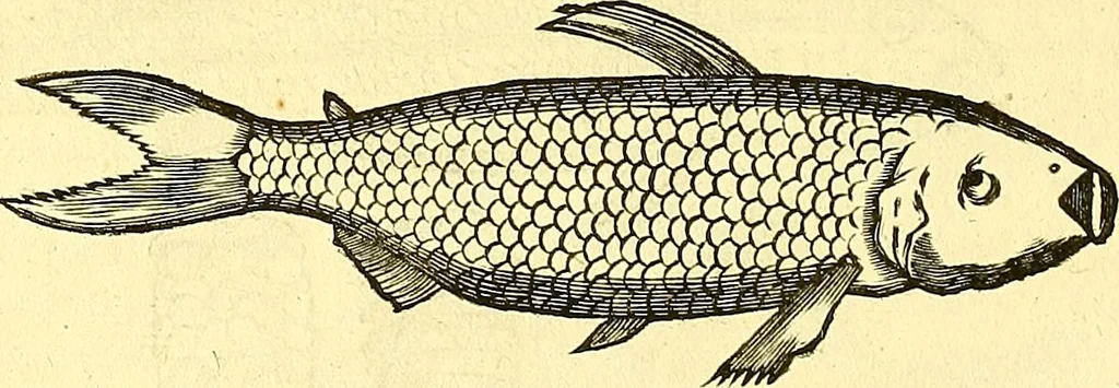 An illustration from Historia naturalis Brasiliae : auspicio et beneficio illustriss. I. Mauriti Com. Nassau illius provinciae et maris summi praefecti adornata : in qua non tantum plantae et animalia, sed et indigenarum morbi, ingenia et mores describuntur et iconibus supra quingentas illustrantur, 1648, leaf 305
