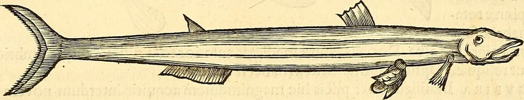 An illustration from Historia naturalis Brasiliae : auspicio et beneficio illustriss. I. Mauriti Com. Nassau illius provinciae et maris summi praefecti adornata : in qua non tantum plantae et animalia, sed et indigenarum morbi, ingenia et mores describuntur et iconibus supra quingentas illustrantur, 1648, leaf 306