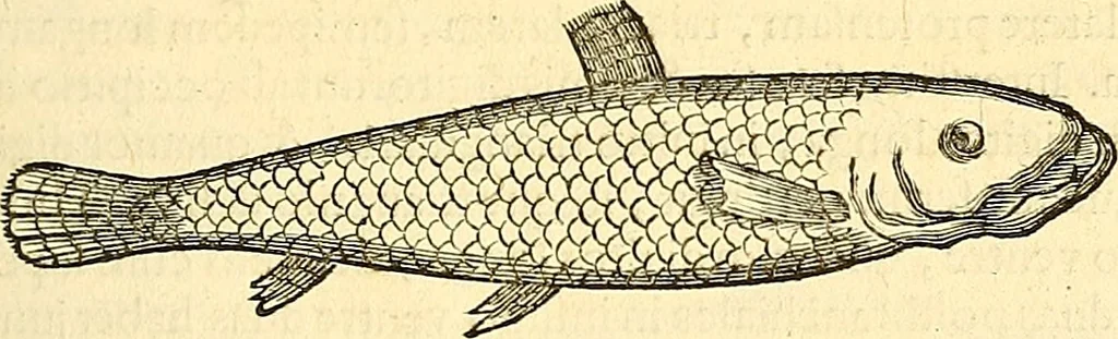 An illustration from Historia naturalis Brasiliae : auspicio et beneficio illustriss. I. Mauriti Com. Nassau illius provinciae et maris summi praefecti adornata : in qua non tantum plantae et animalia, sed et indigenarum morbi, ingenia et mores describuntur et iconibus supra quingentas illustrantur, 1648, leaf 306