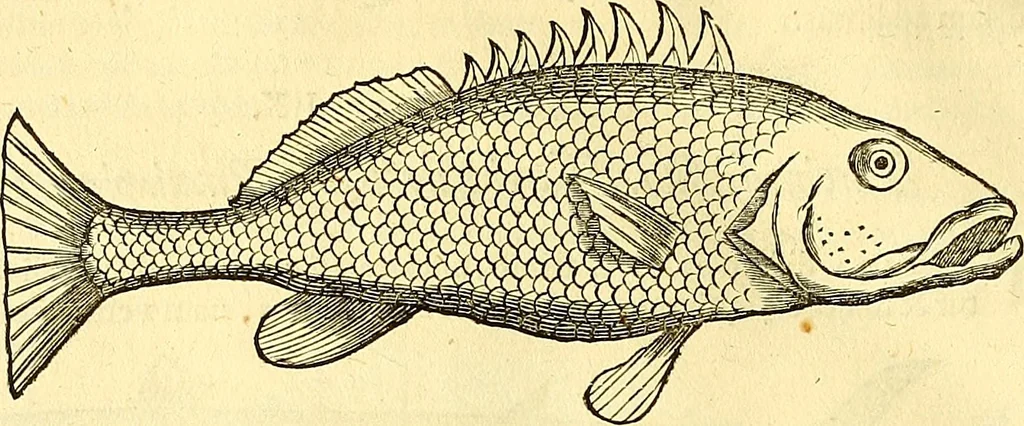 An illustration from Historia naturalis Brasiliae : auspicio et beneficio illustriss. I. Mauriti Com. Nassau illius provinciae et maris summi praefecti adornata : in qua non tantum plantae et animalia, sed et indigenarum morbi, ingenia et mores describuntur et iconibus supra quingentas illustrantur, 1648, leaf 307