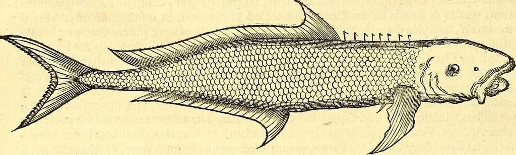 An illustration from Historia naturalis Brasiliae : auspicio et beneficio illustriss. I. Mauriti Com. Nassau illius provinciae et maris summi praefecti adornata : in qua non tantum plantae et animalia, sed et indigenarum morbi, ingenia et mores describuntur et iconibus supra quingentas illustrantur, 1648, leaf 307