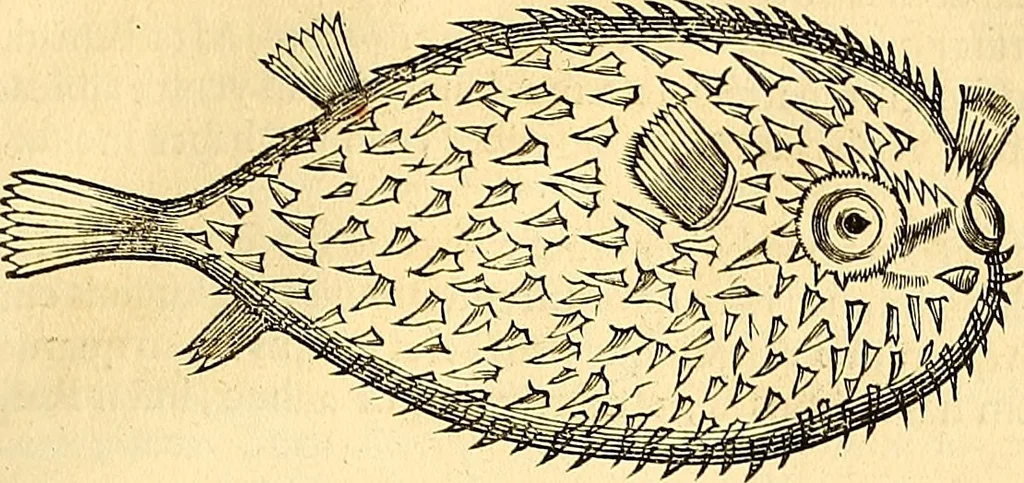 An illustration from Historia naturalis Brasiliae : auspicio et beneficio illustriss. I. Mauriti Com. Nassau illius provinciae et maris summi praefecti adornata : in qua non tantum plantae et animalia, sed et indigenarum morbi, ingenia et mores describuntur et iconibus supra quingentas illustrantur, 1648, leaf 308