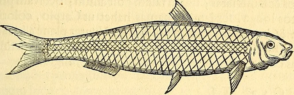 An illustration from Historia naturalis Brasiliae : auspicio et beneficio illustriss. I. Mauriti Com. Nassau illius provinciae et maris summi praefecti adornata : in qua non tantum plantae et animalia, sed et indigenarum morbi, ingenia et mores describuntur et iconibus supra quingentas illustrantur, 1648, leaf 308