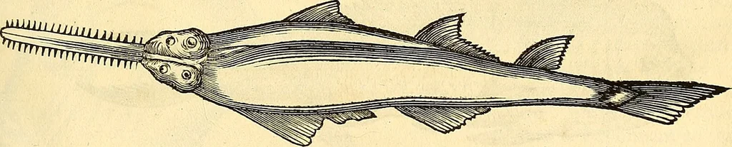 An illustration from Historia naturalis Brasiliae : auspicio et beneficio illustriss. I. Mauriti Com. Nassau illius provinciae et maris summi praefecti adornata : in qua non tantum plantae et animalia, sed et indigenarum morbi, ingenia et mores describuntur et iconibus supra quingentas illustrantur, 1648, leaf 308