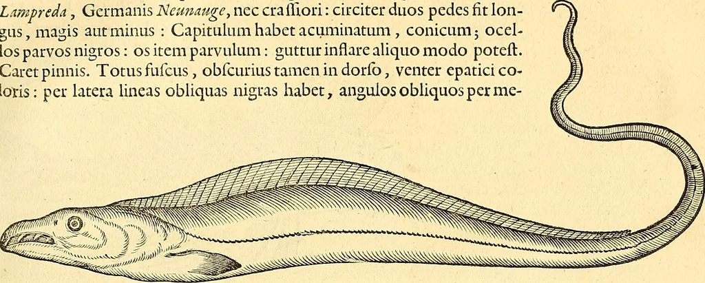An illustration from Historia naturalis Brasiliae : auspicio et beneficio illustriss. I. Mauriti Com. Nassau illius provinciae et maris summi praefecti adornata : in qua non tantum plantae et animalia, sed et indigenarum morbi, ingenia et mores describuntur et iconibus supra quingentas illustrantur, 1648, leaf 310