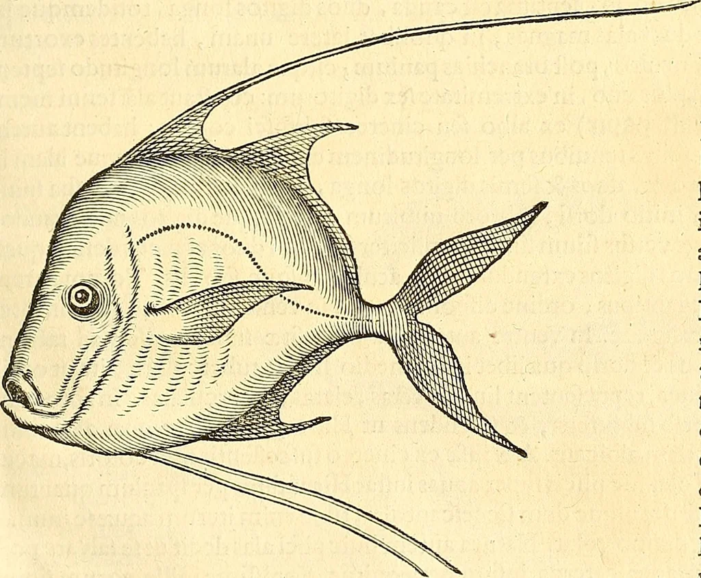 An illustration from Historia naturalis Brasiliae : auspicio et beneficio illustriss. I. Mauriti Com. Nassau illius provinciae et maris summi praefecti adornata : in qua non tantum plantae et animalia, sed et indigenarum morbi, ingenia et mores describuntur et iconibus supra quingentas illustrantur, 1648, leaf 310