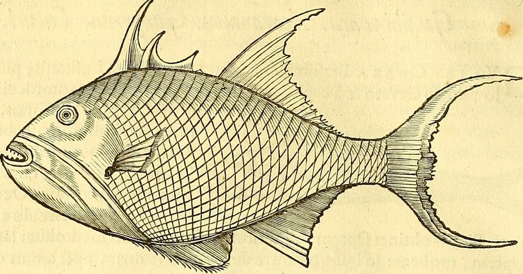 An illustration from Historia naturalis Brasiliae : auspicio et beneficio illustriss. I. Mauriti Com. Nassau illius provinciae et maris summi praefecti adornata : in qua non tantum plantae et animalia, sed et indigenarum morbi, ingenia et mores describuntur et iconibus supra quingentas illustrantur, 1648, leaf 313