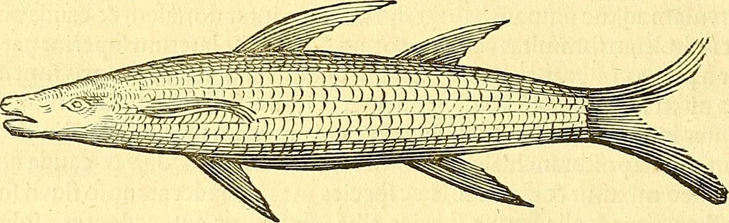 An illustration from Historia naturalis Brasiliae : auspicio et beneficio illustriss. I. Mauriti Com. Nassau illius provinciae et maris summi praefecti adornata : in qua non tantum plantae et animalia, sed et indigenarum morbi, ingenia et mores describuntur et iconibus supra quingentas illustrantur, 1648, leaf 315