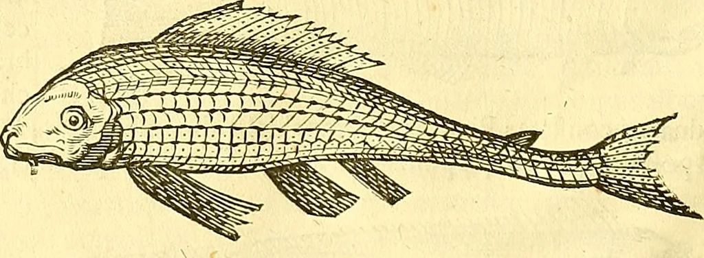 An illustration from Historia naturalis Brasiliae : auspicio et beneficio illustriss. I. Mauriti Com. Nassau illius provinciae et maris summi praefecti adornata : in qua non tantum plantae et animalia, sed et indigenarum morbi, ingenia et mores describuntur et iconibus supra quingentas illustrantur, 1648, leaf 315