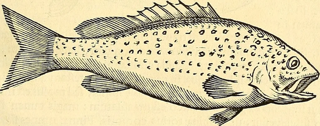 An illustration from Historia naturalis Brasiliae : auspicio et beneficio illustriss. I. Mauriti Com. Nassau illius provinciae et maris summi praefecti adornata : in qua non tantum plantae et animalia, sed et indigenarum morbi, ingenia et mores describuntur et iconibus supra quingentas illustrantur, 1648, leaf 316