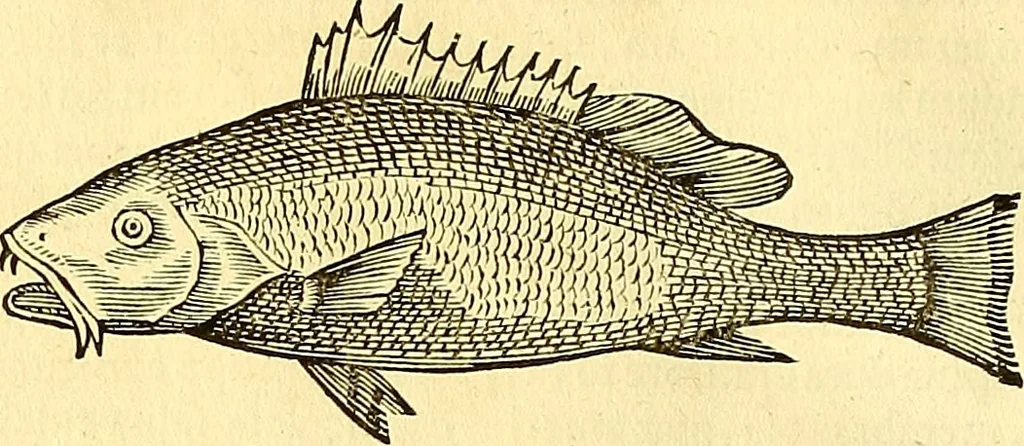 An illustration from Historia naturalis Brasiliae : auspicio et beneficio illustriss. I. Mauriti Com. Nassau illius provinciae et maris summi praefecti adornata : in qua non tantum plantae et animalia, sed et indigenarum morbi, ingenia et mores describuntur et iconibus supra quingentas illustrantur, 1648, leaf 317