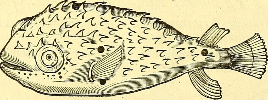 An illustration from Historia naturalis Brasiliae : auspicio et beneficio illustriss. I. Mauriti Com. Nassau illius provinciae et maris summi praefecti adornata : in qua non tantum plantae et animalia, sed et indigenarum morbi, ingenia et mores describuntur et iconibus supra quingentas illustrantur, 1648, leaf 317
