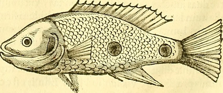 An illustration from Historia naturalis Brasiliae : auspicio et beneficio illustriss. I. Mauriti Com. Nassau illius provinciae et maris summi praefecti adornata : in qua non tantum plantae et animalia, sed et indigenarum morbi, ingenia et mores describuntur et iconibus supra quingentas illustrantur, 1648, leaf 317