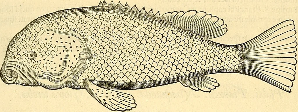 An illustration from Historia naturalis Brasiliae : auspicio et beneficio illustriss. I. Mauriti Com. Nassau illius provinciae et maris summi praefecti adornata : in qua non tantum plantae et animalia, sed et indigenarum morbi, ingenia et mores describuntur et iconibus supra quingentas illustrantur, 1648, leaf 318