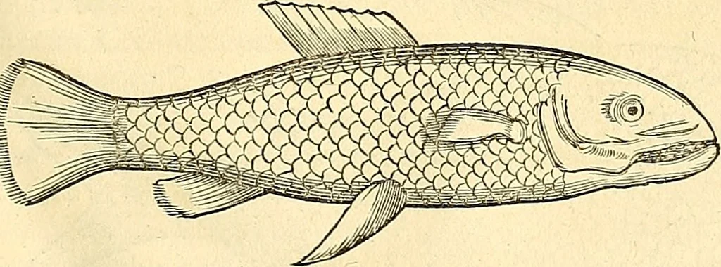 An illustration from Historia naturalis Brasiliae : auspicio et beneficio illustriss. I. Mauriti Com. Nassau illius provinciae et maris summi praefecti adornata : in qua non tantum plantae et animalia, sed et indigenarum morbi, ingenia et mores describuntur et iconibus supra quingentas illustrantur, 1648, leaf 318