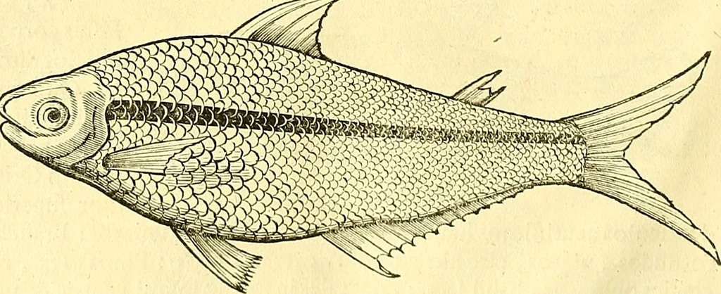 An illustration from Historia naturalis Brasiliae : auspicio et beneficio illustriss. I. Mauriti Com. Nassau illius provinciae et maris summi praefecti adornata : in qua non tantum plantae et animalia, sed et indigenarum morbi, ingenia et mores describuntur et iconibus supra quingentas illustrantur, 1648, leaf 319