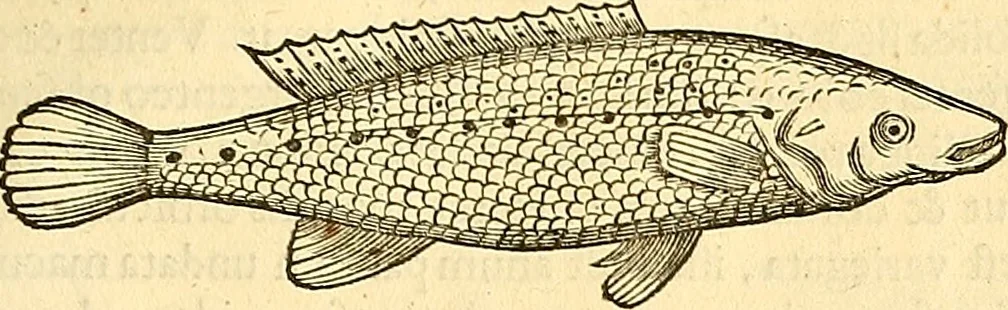 An illustration from Historia naturalis Brasiliae : auspicio et beneficio illustriss. I. Mauriti Com. Nassau illius provinciae et maris summi praefecti adornata : in qua non tantum plantae et animalia, sed et indigenarum morbi, ingenia et mores describuntur et iconibus supra quingentas illustrantur, 1648, leaf 320