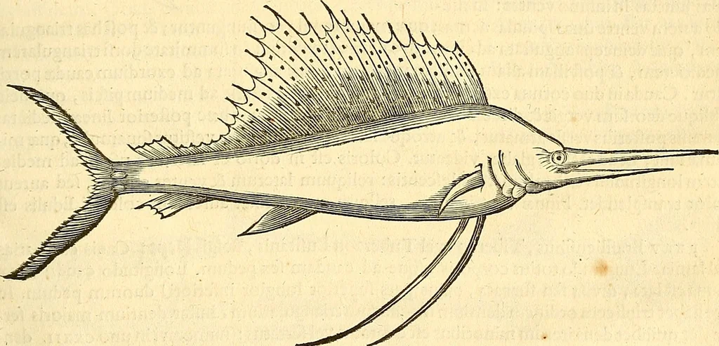 An illustration from Historia naturalis Brasiliae : auspicio et beneficio illustriss. I. Mauriti Com. Nassau illius provinciae et maris summi praefecti adornata : in qua non tantum plantae et animalia, sed et indigenarum morbi, ingenia et mores describuntur et iconibus supra quingentas illustrantur, 1648, leaf 320