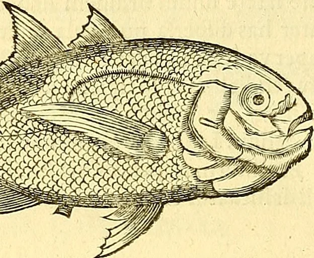 An illustration from Historia naturalis Brasiliae : auspicio et beneficio illustriss. I. Mauriti Com. Nassau illius provinciae et maris summi praefecti adornata : in qua non tantum plantae et animalia, sed et indigenarum morbi, ingenia et mores describuntur et iconibus supra quingentas illustrantur, 1648, leaf 321