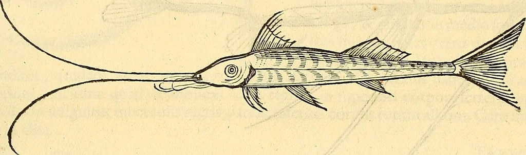 An illustration from Historia naturalis Brasiliae : auspicio et beneficio illustriss. I. Mauriti Com. Nassau illius provinciae et maris summi praefecti adornata : in qua non tantum plantae et animalia, sed et indigenarum morbi, ingenia et mores describuntur et iconibus supra quingentas illustrantur, 1648, leaf 322