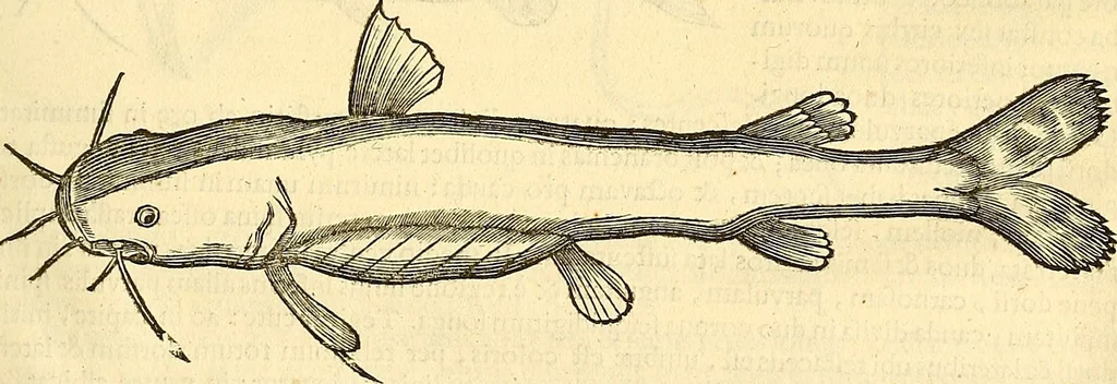 An illustration from Historia naturalis Brasiliae : auspicio et beneficio illustriss. I. Mauriti Com. Nassau illius provinciae et maris summi praefecti adornata : in qua non tantum plantae et animalia, sed et indigenarum morbi, ingenia et mores describuntur et iconibus supra quingentas illustrantur, 1648, leaf 322