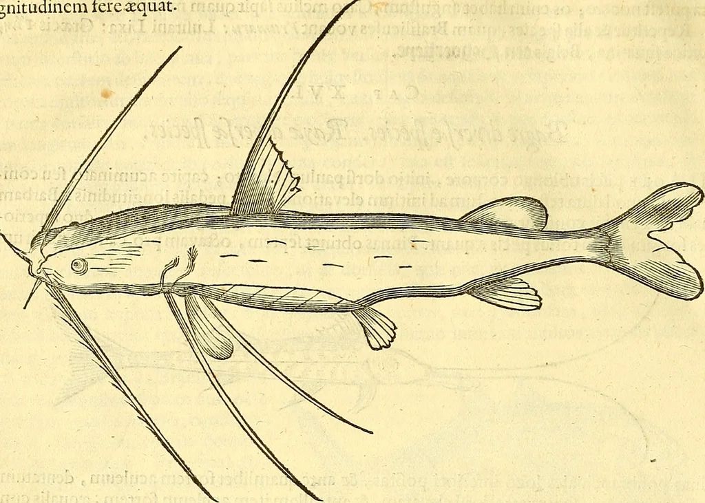 An illustration from Historia naturalis Brasiliae : auspicio et beneficio illustriss. I. Mauriti Com. Nassau illius provinciae et maris summi praefecti adornata : in qua non tantum plantae et animalia, sed et indigenarum morbi, ingenia et mores describuntur et iconibus supra quingentas illustrantur, 1648, leaf 323
