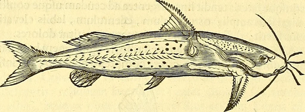 An illustration from Historia naturalis Brasiliae : auspicio et beneficio illustriss. I. Mauriti Com. Nassau illius provinciae et maris summi praefecti adornata : in qua non tantum plantae et animalia, sed et indigenarum morbi, ingenia et mores describuntur et iconibus supra quingentas illustrantur, 1648, leaf 323