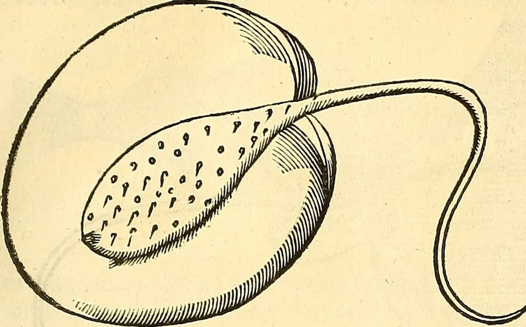 An illustration from Historia naturalis Brasiliae : auspicio et beneficio illustriss. I. Mauriti Com. Nassau illius provinciae et maris summi praefecti adornata : in qua non tantum plantae et animalia, sed et indigenarum morbi, ingenia et mores describuntur et iconibus supra quingentas illustrantur, 1648, leaf 324