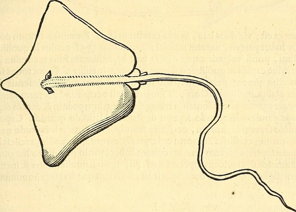 An illustration from Historia naturalis Brasiliae : auspicio et beneficio illustriss. I. Mauriti Com. Nassau illius provinciae et maris summi praefecti adornata : in qua non tantum plantae et animalia, sed et indigenarum morbi, ingenia et mores describuntur et iconibus supra quingentas illustrantur, 1648, leaf 324