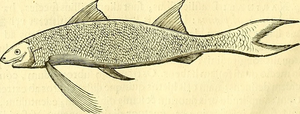 An illustration from Historia naturalis Brasiliae : auspicio et beneficio illustriss. I. Mauriti Com. Nassau illius provinciae et maris summi praefecti adornata : in qua non tantum plantae et animalia, sed et indigenarum morbi, ingenia et mores describuntur et iconibus supra quingentas illustrantur, 1648, leaf 325
