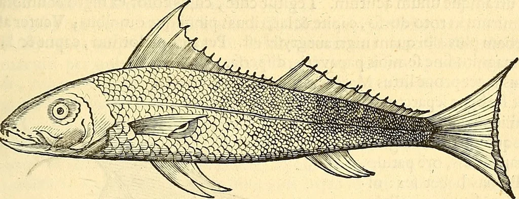 An illustration from Historia naturalis Brasiliae : auspicio et beneficio illustriss. I. Mauriti Com. Nassau illius provinciae et maris summi praefecti adornata : in qua non tantum plantae et animalia, sed et indigenarum morbi, ingenia et mores describuntur et iconibus supra quingentas illustrantur, 1648, leaf 326