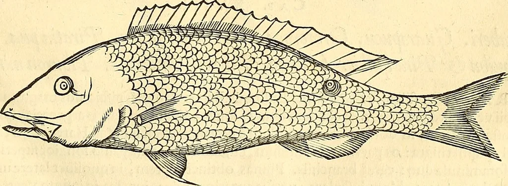 An illustration from Historia naturalis Brasiliae : auspicio et beneficio illustriss. I. Mauriti Com. Nassau illius provinciae et maris summi praefecti adornata : in qua non tantum plantae et animalia, sed et indigenarum morbi, ingenia et mores describuntur et iconibus supra quingentas illustrantur, 1648, leaf 326