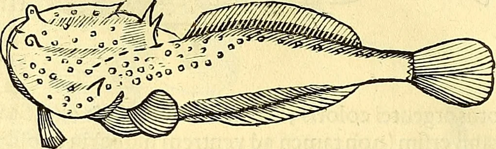 An illustration from Historia naturalis Brasiliae : auspicio et beneficio illustriss. I. Mauriti Com. Nassau illius provinciae et maris summi praefecti adornata : in qua non tantum plantae et animalia, sed et indigenarum morbi, ingenia et mores describuntur et iconibus supra quingentas illustrantur, 1648, leaf 327