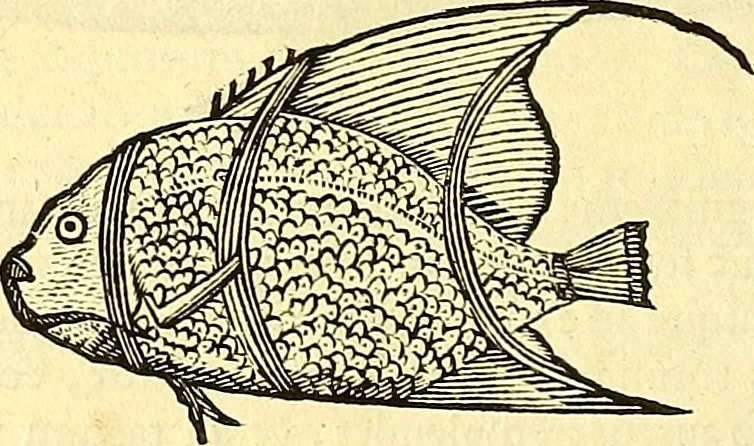 An illustration from Historia naturalis Brasiliae : auspicio et beneficio illustriss. I. Mauriti Com. Nassau illius provinciae et maris summi praefecti adornata : in qua non tantum plantae et animalia, sed et indigenarum morbi, ingenia et mores describuntur et iconibus supra quingentas illustrantur, 1648, leaf 327