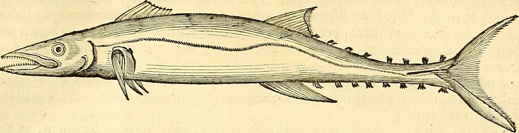 An illustration from Historia naturalis Brasiliae : auspicio et beneficio illustriss. I. Mauriti Com. Nassau illius provinciae et maris summi praefecti adornata : in qua non tantum plantae et animalia, sed et indigenarum morbi, ingenia et mores describuntur et iconibus supra quingentas illustrantur, 1648, leaf 328