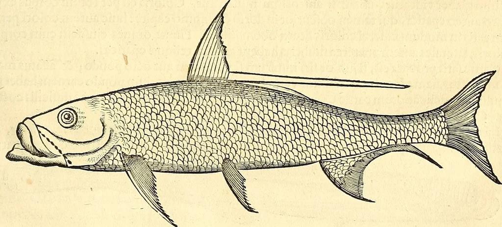 An illustration from Historia naturalis Brasiliae : auspicio et beneficio illustriss. I. Mauriti Com. Nassau illius provinciae et maris summi praefecti adornata : in qua non tantum plantae et animalia, sed et indigenarum morbi, ingenia et mores describuntur et iconibus supra quingentas illustrantur, 1648, leaf 328