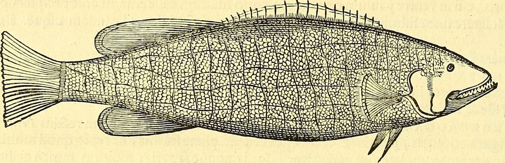 An illustration from Historia naturalis Brasiliae : auspicio et beneficio illustriss. I. Mauriti Com. Nassau illius provinciae et maris summi praefecti adornata : in qua non tantum plantae et animalia, sed et indigenarum morbi, ingenia et mores describuntur et iconibus supra quingentas illustrantur, 1648, leaf 329