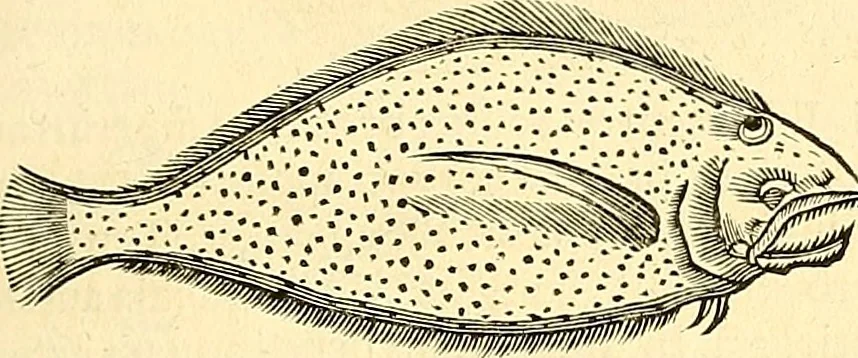 An illustration from Historia naturalis Brasiliae : auspicio et beneficio illustriss. I. Mauriti Com. Nassau illius provinciae et maris summi praefecti adornata : in qua non tantum plantae et animalia, sed et indigenarum morbi, ingenia et mores describuntur et iconibus supra quingentas illustrantur, 1648, leaf 330