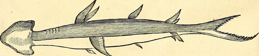 An illustration from Historia naturalis Brasiliae : auspicio et beneficio illustriss. I. Mauriti Com. Nassau illius provinciae et maris summi praefecti adornata : in qua non tantum plantae et animalia, sed et indigenarum morbi, ingenia et mores describuntur et iconibus supra quingentas illustrantur, 1648, leaf 330