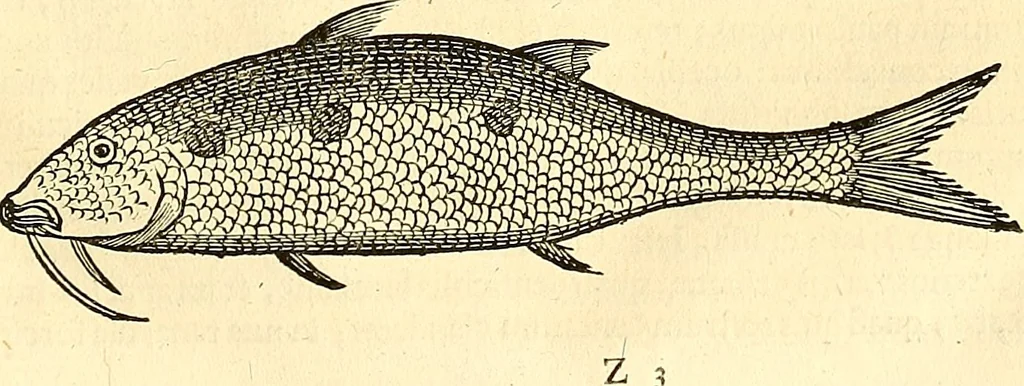 An illustration from Historia naturalis Brasiliae : auspicio et beneficio illustriss. I. Mauriti Com. Nassau illius provinciae et maris summi praefecti adornata : in qua non tantum plantae et animalia, sed et indigenarum morbi, ingenia et mores describuntur et iconibus supra quingentas illustrantur, 1648, leaf 330