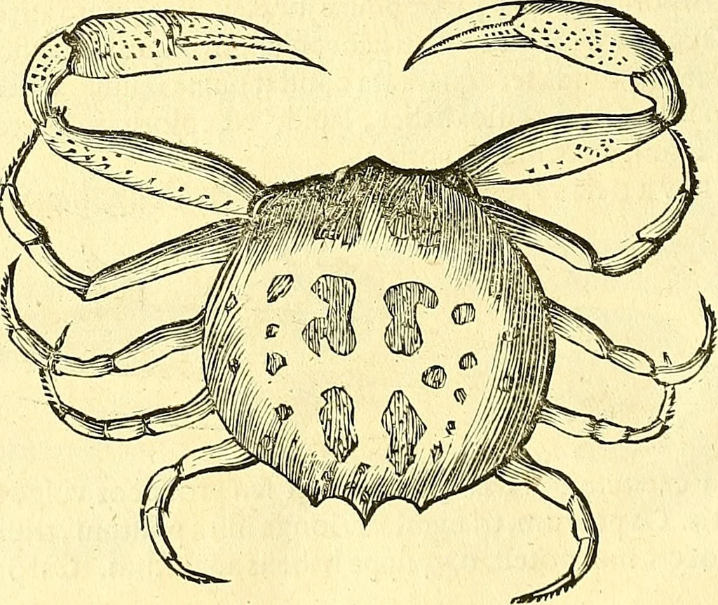 An illustration from Historia naturalis Brasiliae : auspicio et beneficio illustriss. I. Mauriti Com. Nassau illius provinciae et maris summi praefecti adornata : in qua non tantum plantae et animalia, sed et indigenarum morbi, ingenia et mores describuntur et iconibus supra quingentas illustrantur, 1648, leaf 331